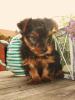 kleine Yorkshire BUB 8 Wochen an liebe verantwb. Menschen