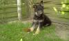 8 Wochen alter Schäferhund Welpe 