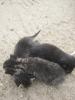 süße Katzenbabys 