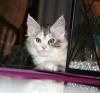Maine Coon Baby (Hamburg)
