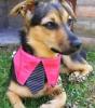 Exklusive Hundebekleidung,  Shirts,  Pullis,  Halsbänder für ihren kleinen Liebling
