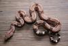 1.1 Boa c. constrictor Red Coral Linie Lemnitzer Nachzucht 2010 abzugeben