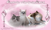 Ragdoll - Kitten in MINK und SOLID - August 2011