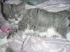 Flauschiges Ragdoll/ Persermix Katzenmädchen!!!!