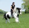 Irish Tinker Stute,  Hengst und Wallach- 5-6 Jahre- 148cm- Falbe
