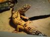 1, 3 Leopardgeckos und 2 Terrarien abzugeben (auch einzeln)