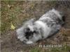 Kaninchen Pärchen abzugeben