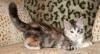 Maine Coon Baby (Hamburg)