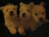 West Highland Terrier Ab 9.7 Abzugeben
