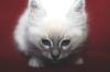 Hurra es ist ein Junge  Birma Blue-Tabby-Point Stammbaum