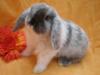 Süße, handzahme Zwergkaninchen (Mini Lops)