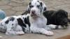 Deutsche Doggen Welpen