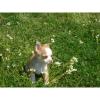 schone chihuahua