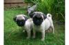 Mops Welpen11 Wochen, beige,  gechipt,  geimpft, 