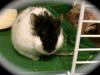 verschenke cambellhamster