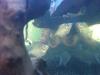 Schwarzer Piranha (S.Rhombeus (Rhom) Red eye Piranha)