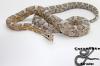 1.0 Snow /  0.1 Ultra Anery NZ 10 /  1.0 Pantherophis Emoryi NZ 05