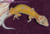 Leopardgeckos abzugeben,  PLZ 64625 Bensheim,  verschiedene Farbformen