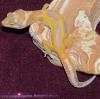 Leopardgeckos aus eigener Hobbyzucht abzugeben,  PLZ 64625,  versch. Farbformen