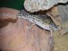 Leopardgeckos aus Hobbyzucht abzugeben