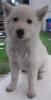 Reinrassige weisse Schäferhundwelpen,  weisser Schäferhund /  Schäferhündin