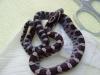 Kornnatter Black Albino NZ 06/ 11