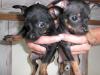 super  kleine  chihuahuas , wunderschön  gezeichnet