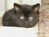 BKH /  Kartäuser Kitten