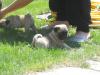 Mops Welpen,  gechipt,  geimpft usw. 