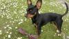 Zwergpinscher-Deckrüde  Raffi 