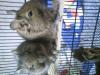 verkaufe 2 Degu weibchen mit Käfig und Zubehör