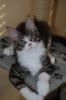Maine Coon Kitten mit Papieren