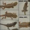 Leatherback Bartagamen red,  yellow,  hypo