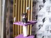süße Katzenbabys