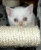 BKH Kitten  point,  reinrassig mit Stammbaum                                     