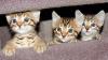 Top Qualität Marmor und Leoparden Bengals Kätzchen