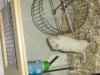 DRINGEND!!! 8 Wochen alte Gerbils/  Wüstenrennmäuse abzugeben