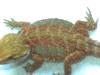 Farbbartagame Red /  Citrus 100% Hypos