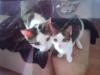 Bounty & Twixie,  suchen dringend ein neues Zuhause