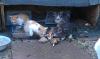 4 kleine Kitten suchen ein neues zuhause