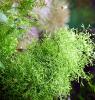 Sternlebermoos,  Aquarienpflanzen (Versand/  Abholung)