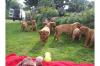 süße Bordeauxdoggen