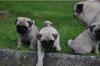 süße kleine Mops Babys zu verkaufen.