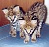 EXOTIC SERVAL,  Savannah,  Ozelot und Bengal Kätzchen VERFÜGBAR.