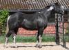 QTS King Of Lights - Homozygot für Tobinao & für Black - 95, 51 % NFQHA