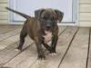 Pitbull Rednose Welpe 9 Wochen alt Top Elterntiere 