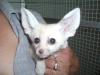 Fennekwelpen