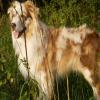Hübscher Australian Shepherd Deckrüde