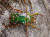 Rosenkäfer,  Eudicella,  Pachnoda abzugeben