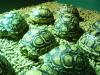 ägyptischen,  griechischen,  Leoparden und andere Landschildkröten zu verkaufen.